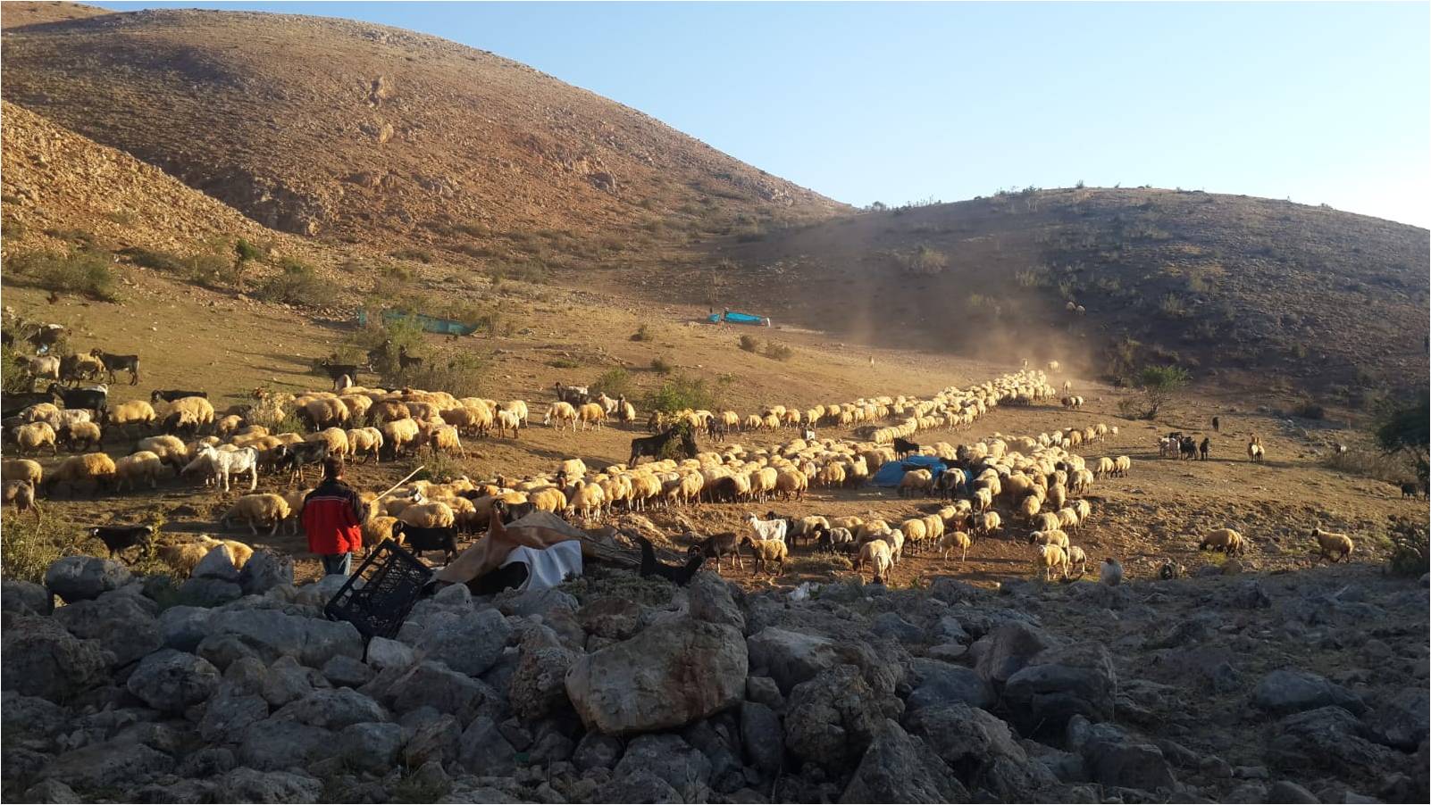 Gaziantep'ten yaylaya giden üreticimizin sürüsünden görüntü