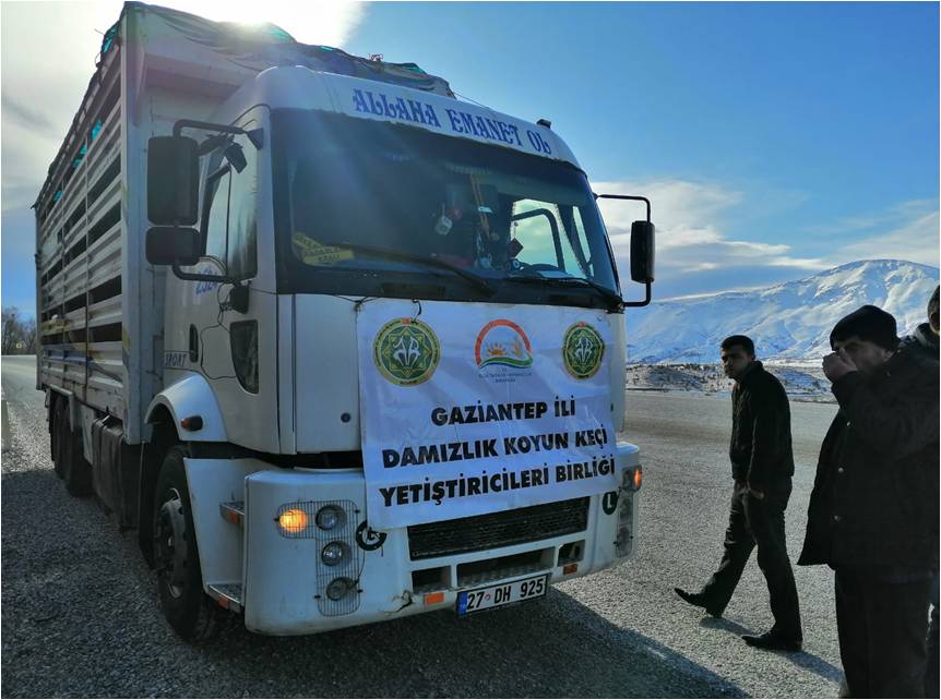 Depremzedelere koyun keçi desteği çalışmasından görüntü